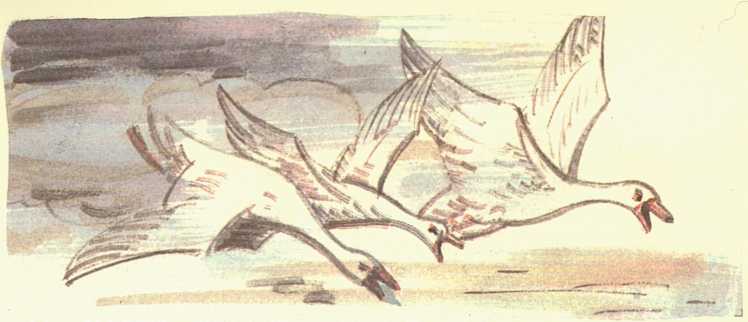 tri_lebeda.jpg tri_lebeda.jpg