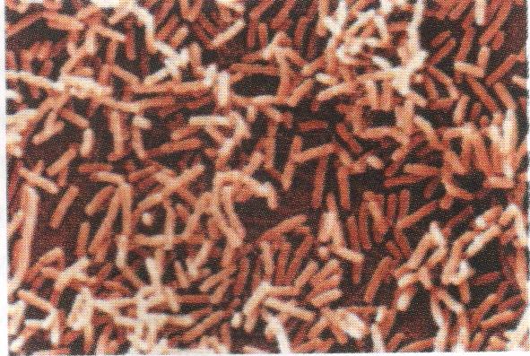Чревният микроб E.coli. Ако си направи труда да погледне, човек ще открие около десет милиона от тях във всеки грам човешки изпражнения. tajnata_na_zhivota_46.jpg