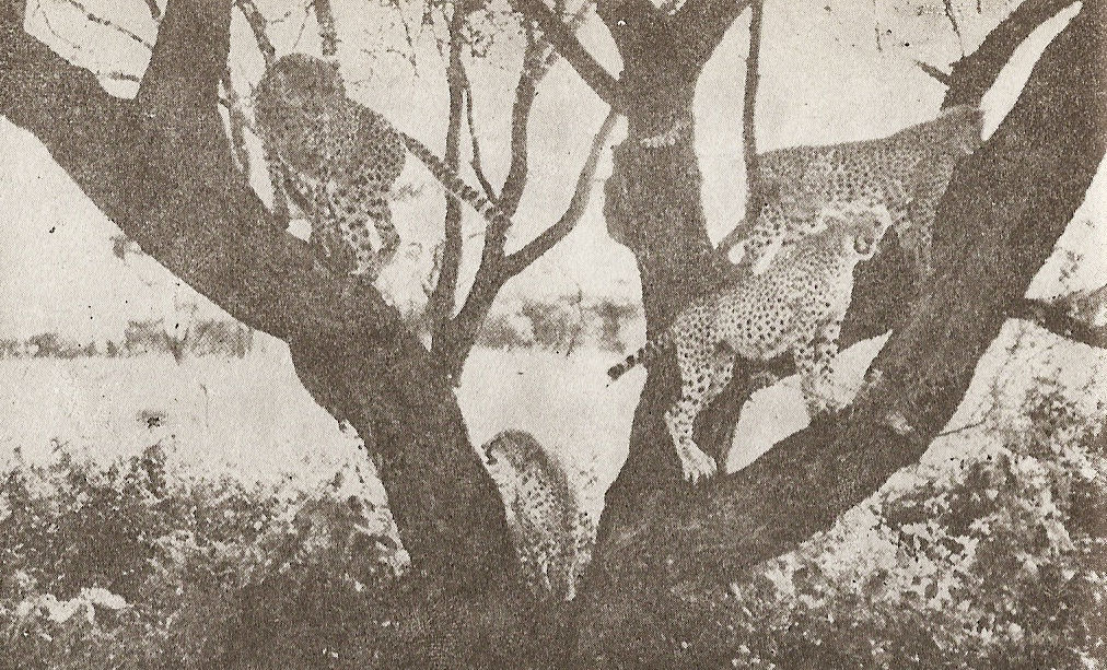 На „Ловната акация“ akaciata.jpg