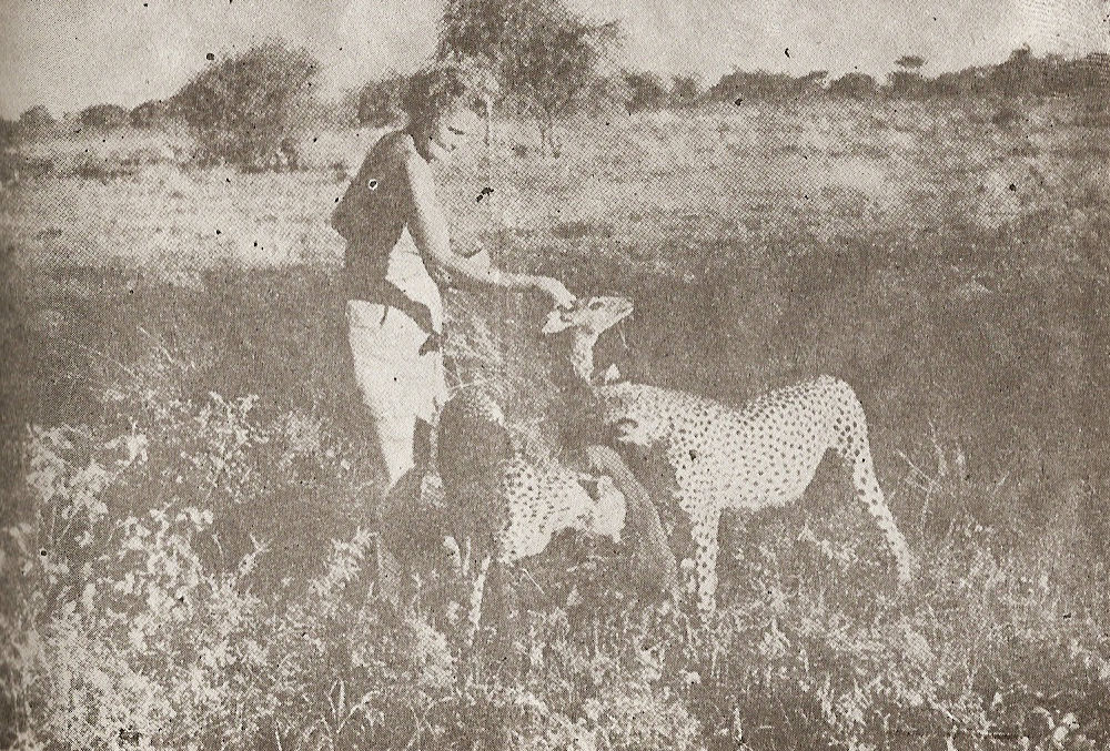 Гепардите се доверяват на Джой да държи „тяхната“ плячка doverie.jpg