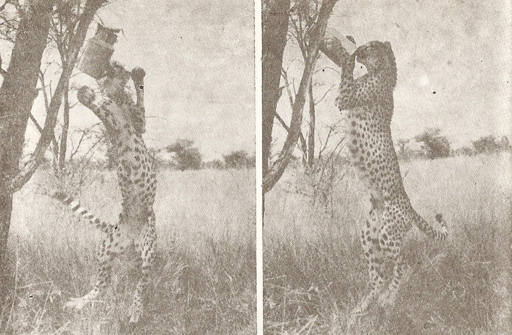 Мбили и каната за вода mbilliekana.jpg