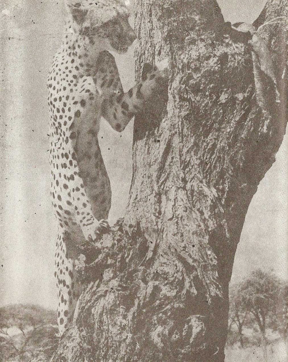 Мбили забелязва една кожа mbilliekoja.jpg