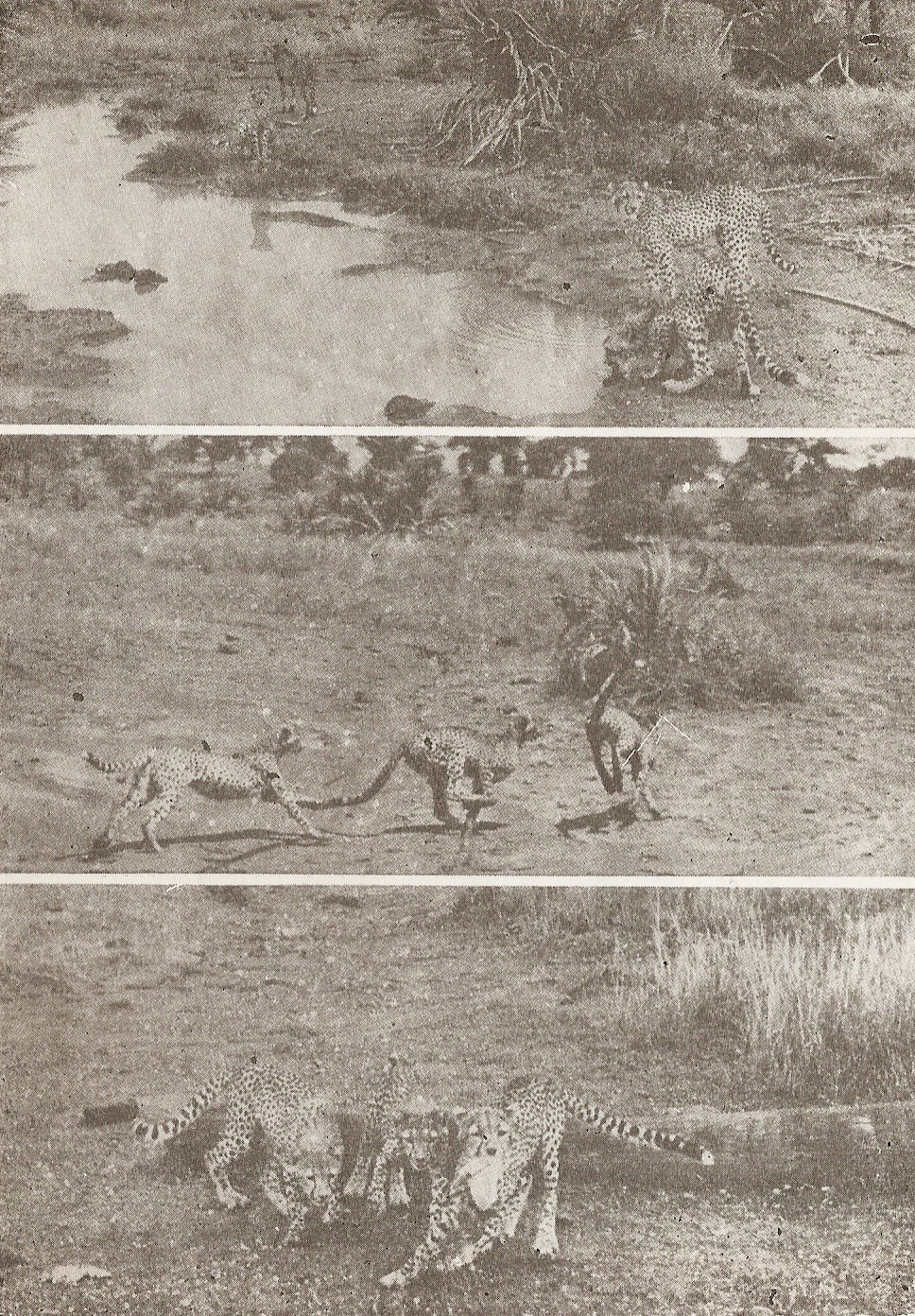 Една сутрин на пясъчната площадка ploshtadka.jpg