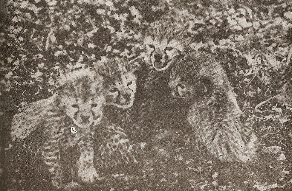 Четвъртото поколение на възраст 14 дена pokolenieto.jpg