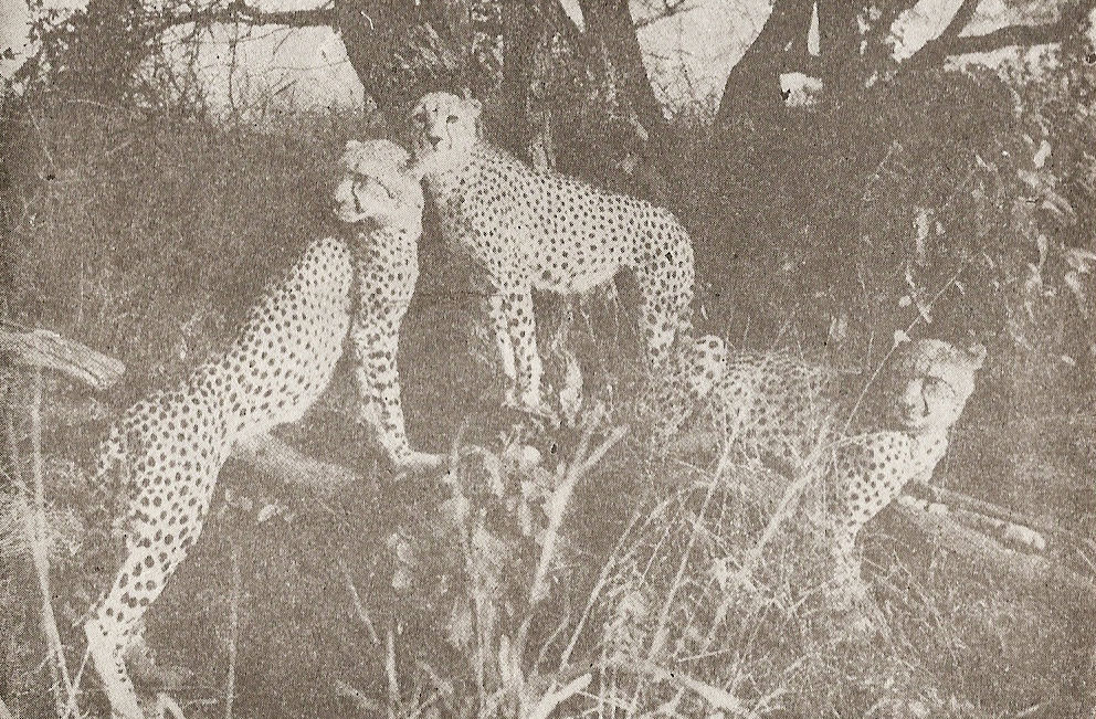 Трите сестри sestri.jpg