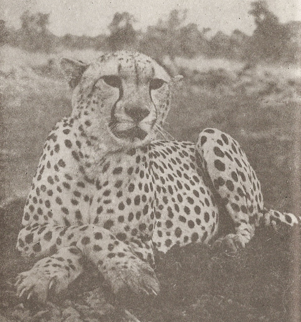 Петнистият сфинкс sfinksut.jpg