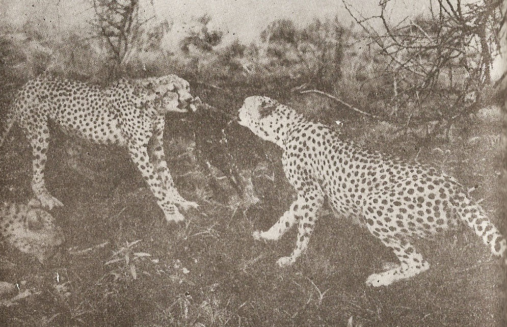 Схватка shvatka.jpg