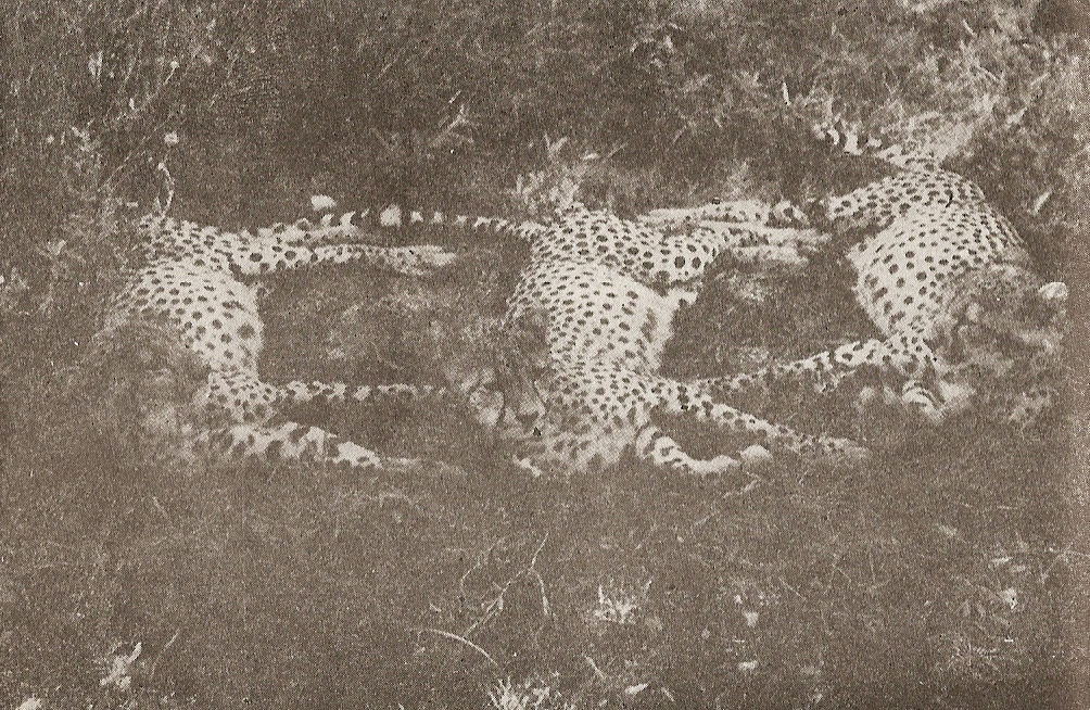 Следобедна почивка — сиеста siesta.jpg