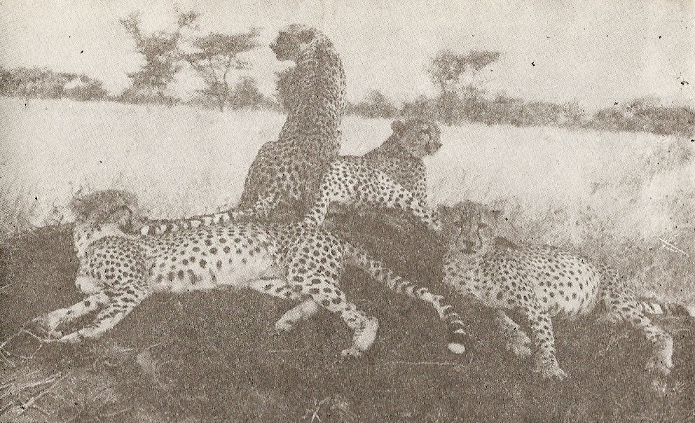 Семейството върху термитно хълмче termit.jpg