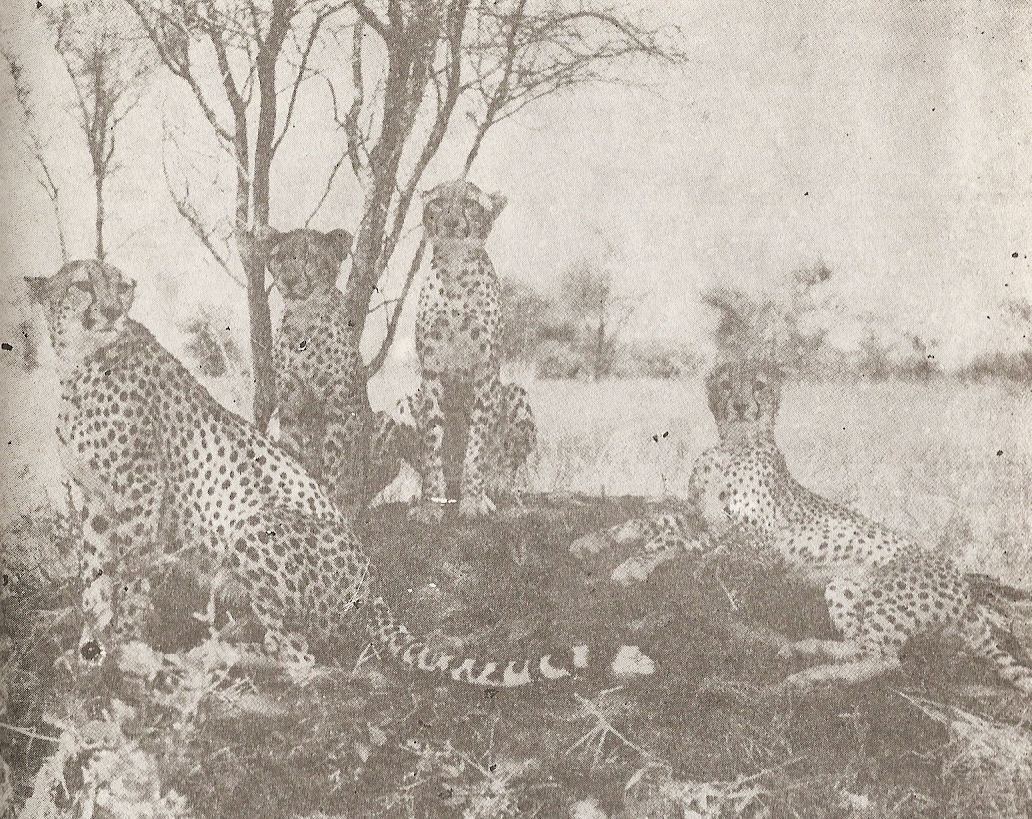 Семейството гепарди върху термитник termitnik.jpg