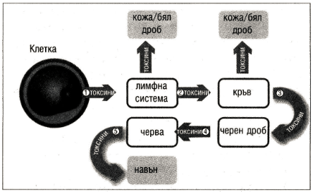 Основен маршрут за детоксикация Основен маршрут за детоксикация