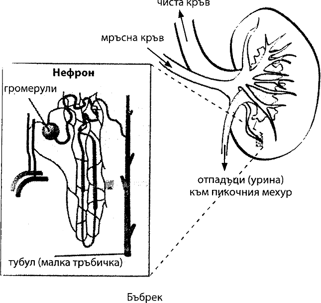 bybrec.png bybrec.png