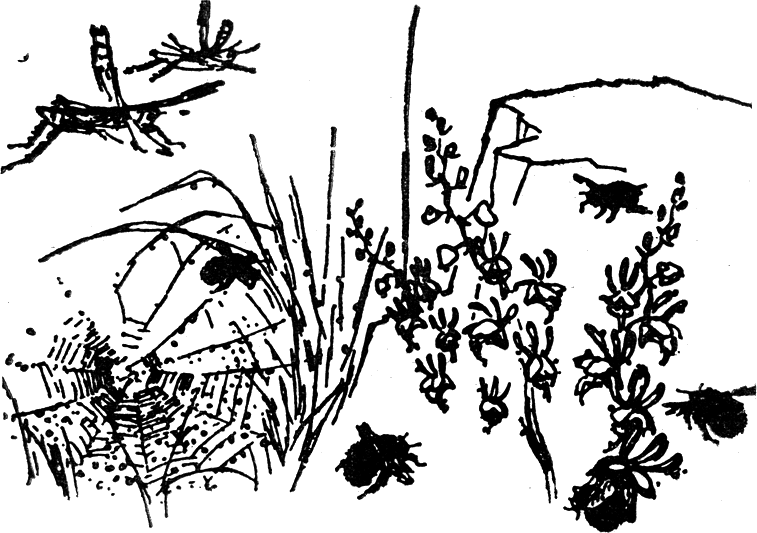 bugs.png bugs.png