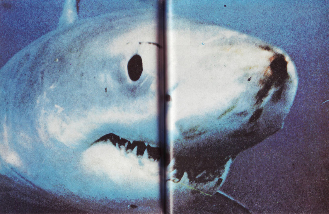 kadri_byala_akula2.jpg kadri_byala_akula2.jpg