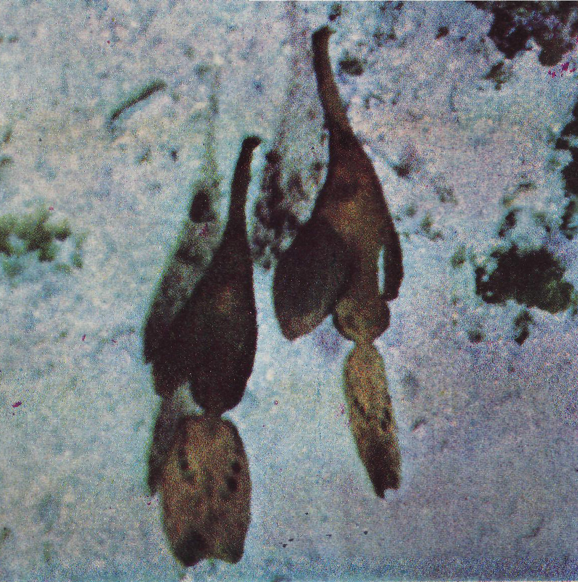 Рибата-лист от о. Фиджи притежава необикновено защитно средство за живота си сред водораслите. riba_list.jpg