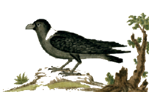 Илюстрация: Робърт Дж. Гордън Враната с бяло около шията