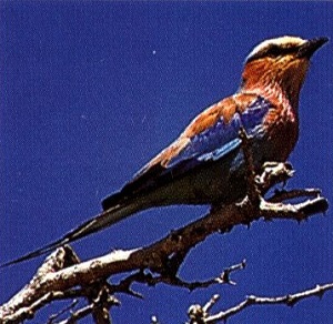 Лилавогърдото канарче е сред четиристотинте вида птици, обитаващи земите в делтата на Окаванго. 125_kanarche.jpg