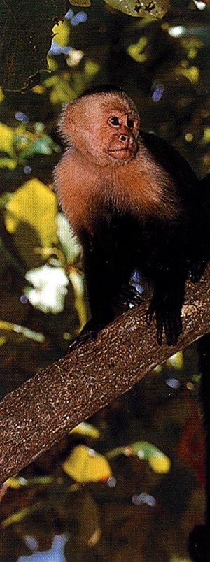 Маймуната белораменен капуцин. 64_kapuzin.jpg