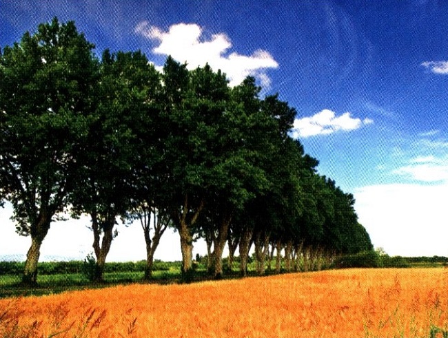 Дори пътищата са живописни и покрай тях обикновено се извисяват чинари. 315_chinari.jpg