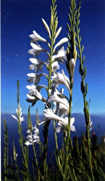 Влажният климат на Мадейра е причина за изобилието от цветя, особено през пролетта. 331_klimat.jpg