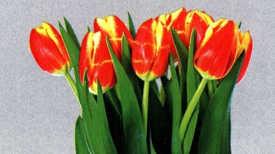 Лалета. 91_lale.jpg