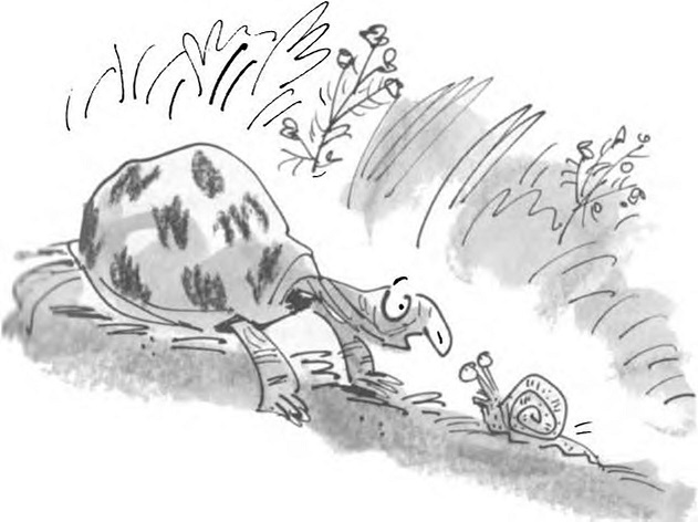 kostenurka.jpg kostenurka.jpg