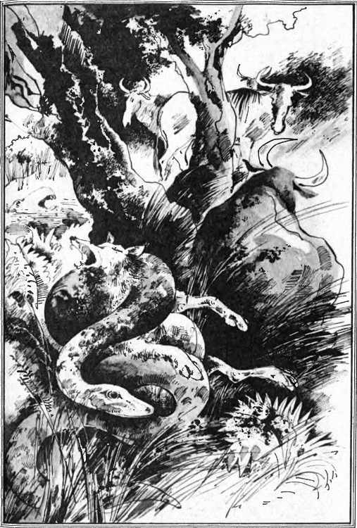 kambo_6.jpg kambo_6.jpg