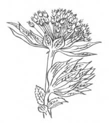 Името произлиза от латинската дума за „звезда“ zarni.png