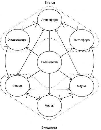Схема на взаимодействие между елементите на екосистемата (По И. И. Мазур и О. И. Молдованов) Схема на взаимодействие между елементите на екосистемата (По И. И. Мазур и О. И. Молдованов)