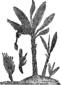 Бананово дърво chovekyt_ot_lunata_14.png